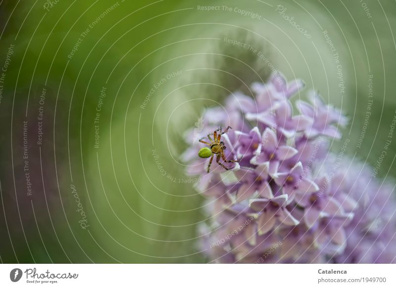 A pumpkin spider on lilac flower Nature Plant Animal Summer Blossom Lilac Bushes lilac blossom Garden Park Spider 1 Blossoming Fragrance Faded Esthetic Green