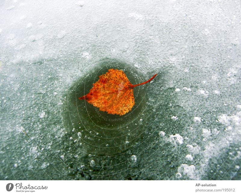 Autumn > Winter > Spring! Nature Plant Water Ice Frost Leaf Lake Esthetic Exceptional Authentic Free Cold Natural Yellow Green White Power Patient Calm Hope
