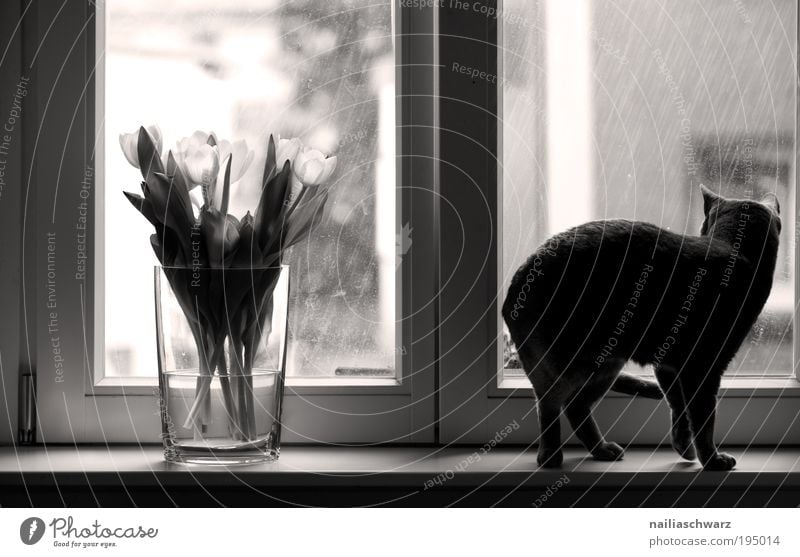 cat weather Drops of water Rain Plant Flower Tulip House (Residential Structure) Window Animal Pet Cat 1 Observe Emotions Black & white photo Interior shot