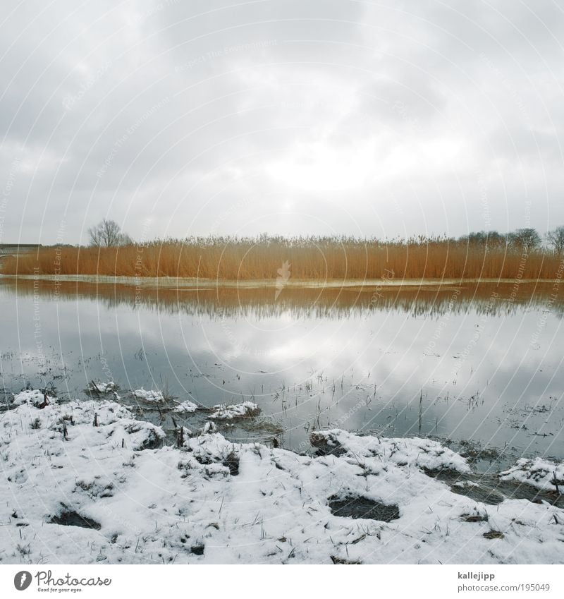 lake stage Environment Nature Landscape Plant Animal Earth Air Water Sky Clouds Sun Winter Ice Frost Snow Tree Grass Bushes Meadow Field Lakeside River bank