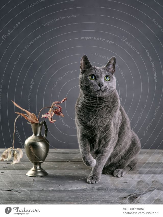 Russian Blue Cat Elegant Relaxation Animal Pet Animal face russian blue 1 Vase Containers and vessels Bouquet Tulip Wooden table Observe Looking Sit Wait
