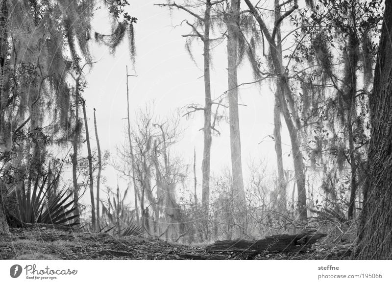 FIRE ON THE BAYOU Environment Landscape Tree Fear of death Forest Forest death Forest fire Bleak Badlands Bayou Marsh Black & white photo Exterior shot