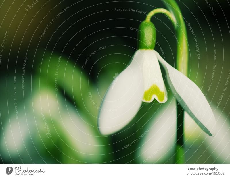 Cheer up! Nature Plant Spring Beautiful weather Flower Blossom Snowdrop Fresh Green White Spring flower Seasons Delicate Colour photo Exterior shot Close-up