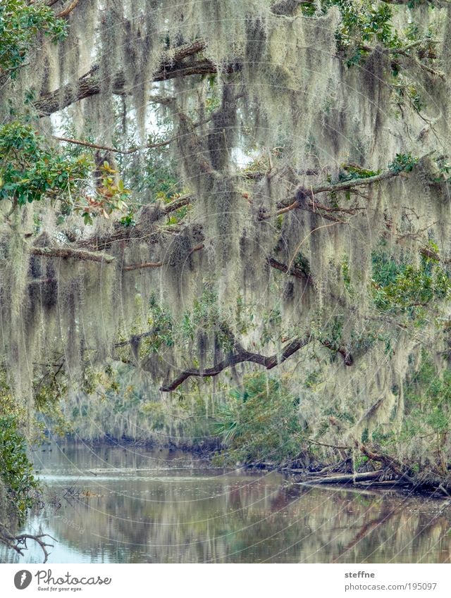ZZ TOP Memory Tree Environment Nature Landscape Plant Winter Beautiful weather Virgin forest River bank Exceptional Ghostly Marsh Bayou horse hair Suspended