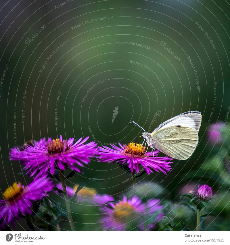 Cabbage white butterfly on aster Nature Plant Animal Summer Flower Blossom Aster Garden Flowerbed Butterfly 1 Fragrance Flying To feed Esthetic pretty Gray