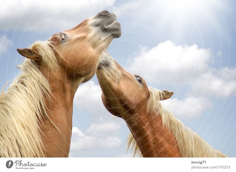 Two little horses in the spring sun. - a Royalty Free Stock Photo from  Photocase
