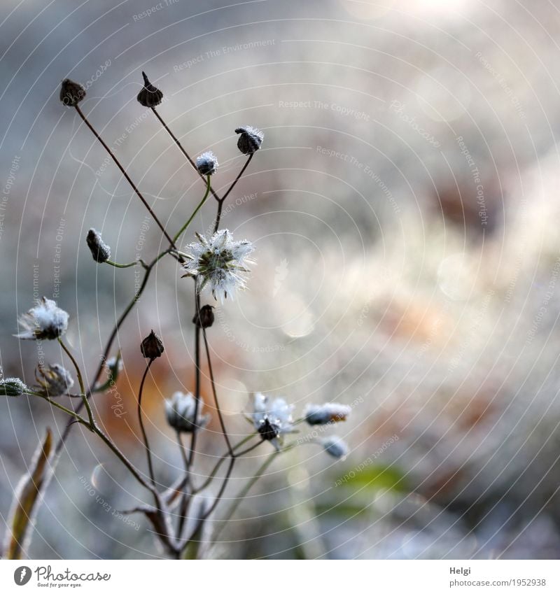 ice flowers Environment Nature Plant Winter Ice Frost Flower Seed Stalk Meadow Freeze Glittering Stand To dry up Simple Uniqueness Cold Natural Brown Gray