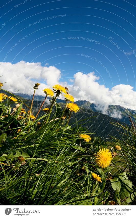toward heaven Mountain Nature Landscape Plant Sky Clouds Spring Beautiful weather Meadow Deserted Relaxation Looking Juicy Wild Blue Yellow Green Colour photo