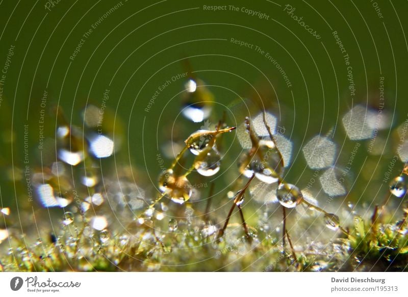 drop monopoly Life Harmonious Nature Plant Drops of water Spring Summer Rain Grass Moss Green Silver White Stalk Sphere Damp Colour photo Exterior shot Close-up