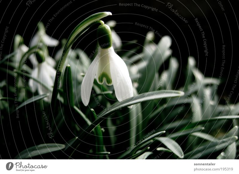 white virgin Nature Plant Spring Beautiful weather Flower Leaf Blossom Park Meadow Blossoming Growth Fresh Bright Near Green White Spring fever "snow Snowdrop