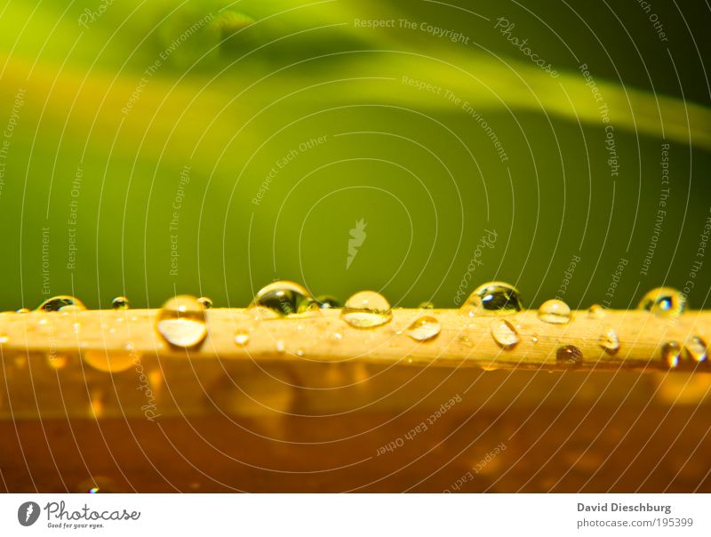 Wet spring Life Harmonious Nature Plant Drops of water Spring Summer Rain Leaf Virgin forest Yellow Green Silver Dew Line Damp Colour photo Multicoloured