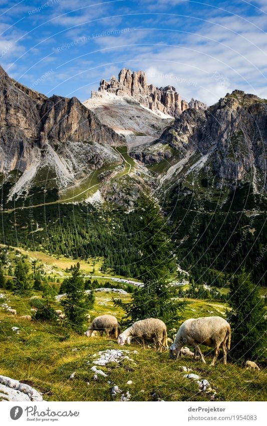 Sheep grazing in the Dolomites Downward Half-profile Full-length Animal portrait Wide angle Sunlight Deep depth of field Central perspective Long shot
