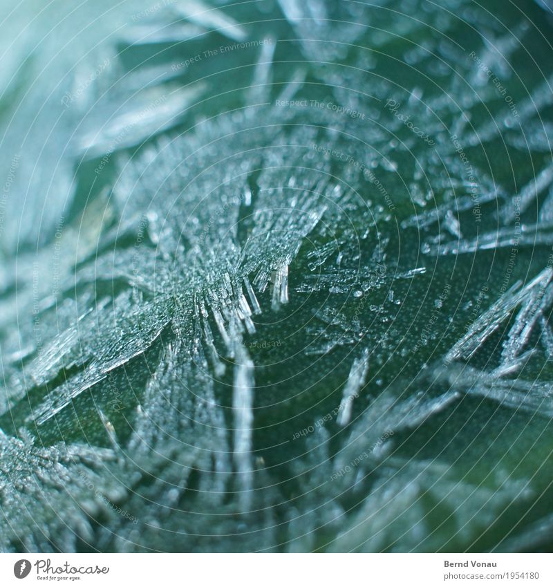frost Environment Nature Winter Plant Cold Ice crystal Frost Leaf green Green Fine Transparent Delicate morningfrost Colour photo Exterior shot