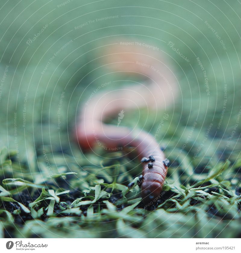 Earthworm on artificial turf Rain Grass Animal Worm 1 Movement Green Effort Climate Colour photo Subdued colour Exterior shot Detail Macro (Extreme close-up)
