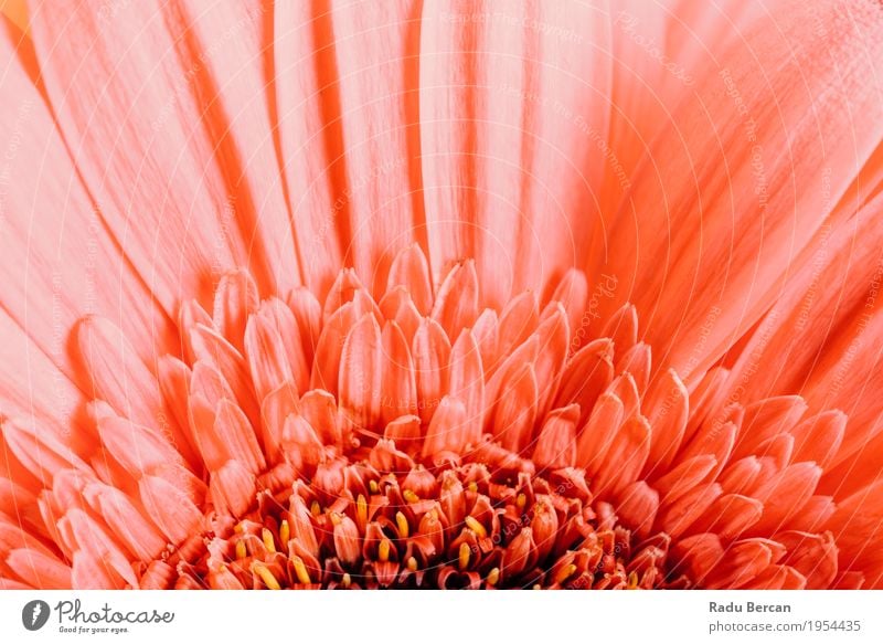 Pink Gerbera Flower Petals Abstract Macro Decoration Environment Nature Plant Spring Summer Blossom Blossoming Love Simple Fresh Beautiful Natural Round