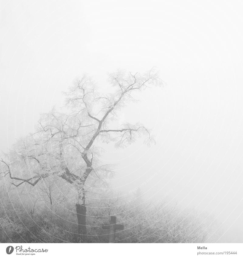 morning calm Environment Nature Landscape Winter Climate Climate change Weather Fog Ice Frost Plant Tree Bushes Sign Crucifix Creepy Bright Cold Gloomy Gray