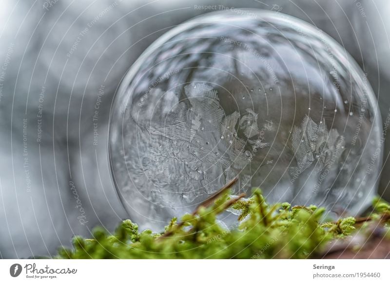 Soap bubble in frost coat Nature Landscape Winter Ice Frost Snow Moss Observe Freeze Esthetic Exceptional Elegant Firm Beautiful Cold Round Gray Green White Lie