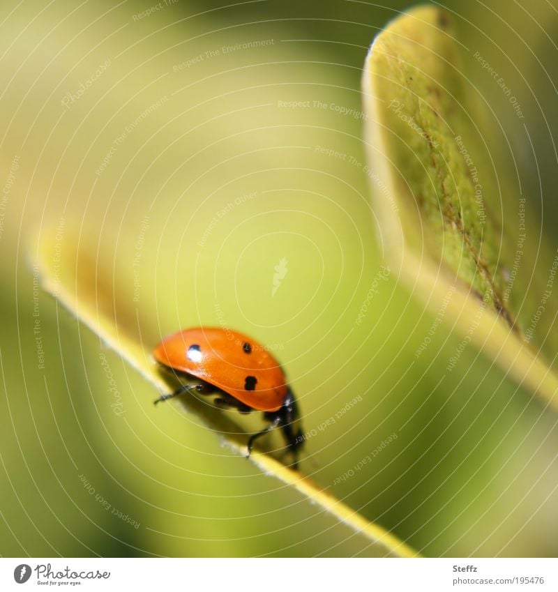 crawling along the leaf edge Ladybird Beetle lucky beetle Happy symbol of luck Good luck charm Congratulations Red naturally Quince leaf Descent downstairs
