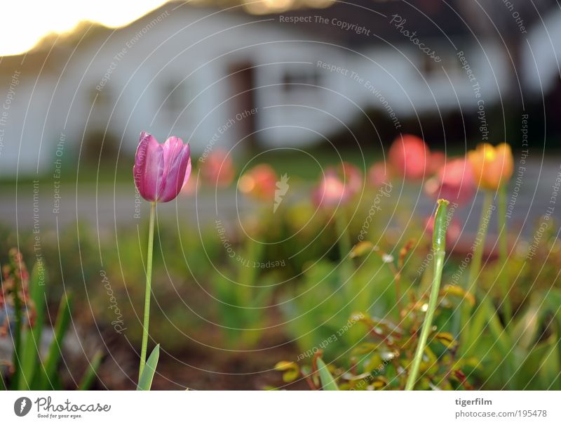 tulips at sunset Tulip Sunset Light Lamp Purple Violet Plant Flower Spring House (Residential Structure) White Street Sweet Blur Abstract Depth of field Shallow