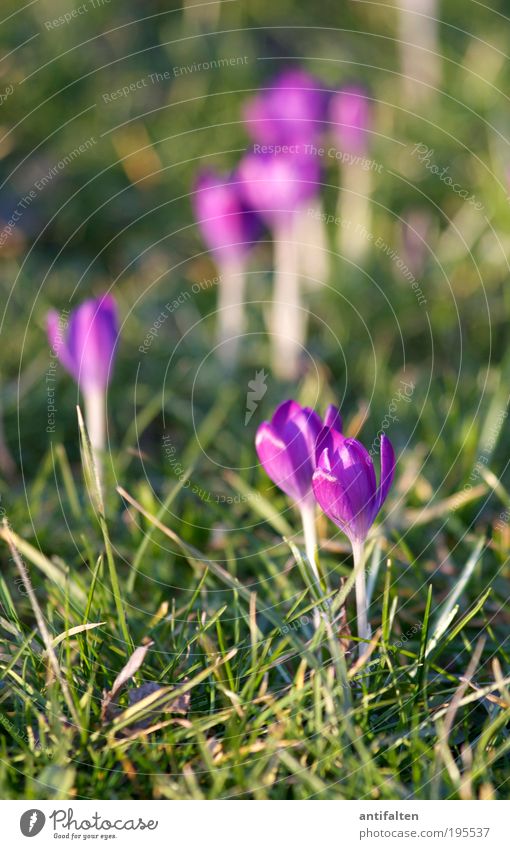 group formation Nature Plant Earth Sun Sunlight Spring Summer Flower Leaf Blossom Crocus Park Meadow Rhein meadows Duesseldorf Outskirts Blossoming Happiness