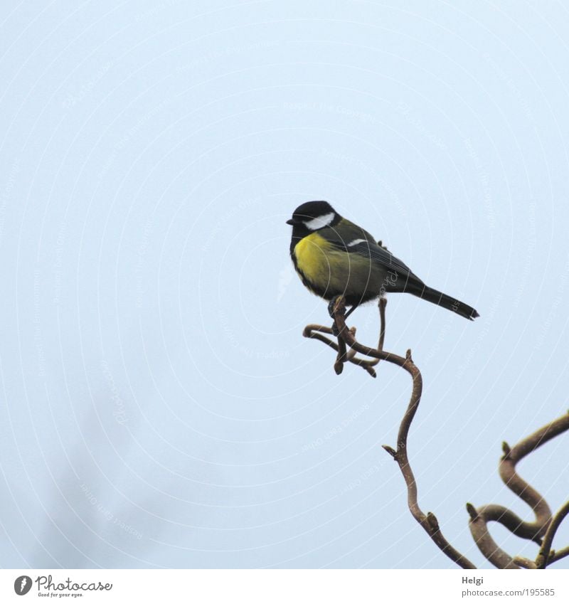 Great tit sitting on a bare twig in front of a blue-grey sky Nature Sky Bushes Garden Animal Wild animal Bird Tit mouse Grand piano Beak Feather 1 Looking Wait