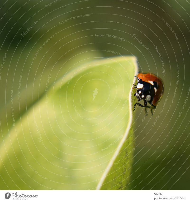 oblique position Ladybird Beetle obliquely To hold on balance fit Happy Good luck charm symbol of luck Easy Congratulations balancing act Crawl Balance Ease