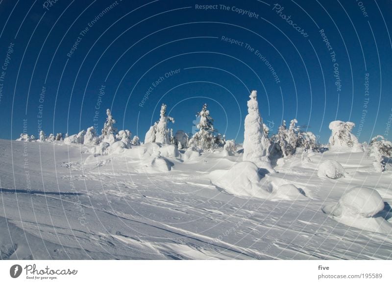 luosto II Vacation & Travel Tourism Far-off places Winter Snow Winter vacation Mountain Nature Landscape Sky Cloudless sky Beautiful weather Ice Frost Plant