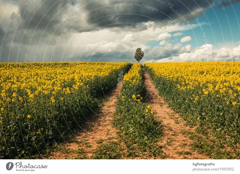 routes Nature Landscape Earth Sky Clouds Spring Climate Weather Beautiful weather Plant Agricultural crop Canola field Oilseed rape flower Field Touch Movement