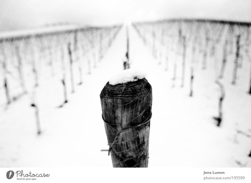 From Pole to Pole Landscape Snow Vineyard Old Black White Loneliness Cold Regular Vanishing point Wood Structures and shapes Wire Barbed wire Gloomy Hill