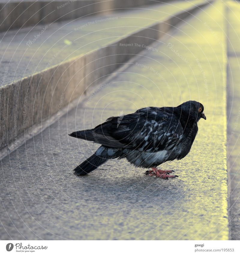 Bird perspective Stairs Animal Pigeon Wing 1 Sit Stand Yellow Gray Black Gaze Colour photo Exterior shot Deserted Day
