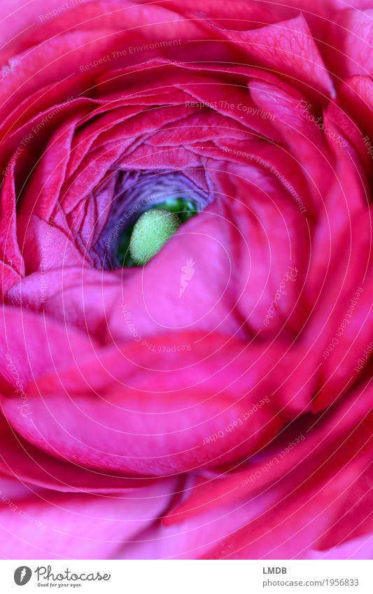 Ranunculus red - IV Plant Flower Blossom Green Pink Red Spring Spring flower Spring flowering plant Buttercup Narrow Full Blossom leave Smooth Delicate Fragrant