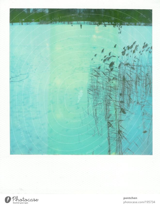Polaroid shows a frozen lake with skaters Leisure and hobbies Ice-skating Winter Snow Winter vacation Ice-skates Human being Nature Plant Water Frost tree Grass