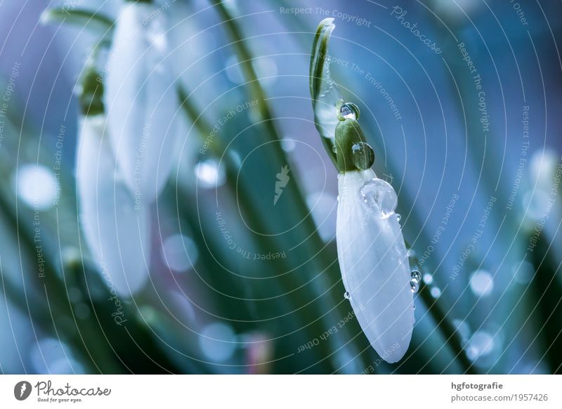 spring flower Plant Spring Blossom Snowdrop Park Meadow Touch Fragrance Glittering Growth Esthetic Fantastic Fresh Bright Small Beautiful White Colour photo