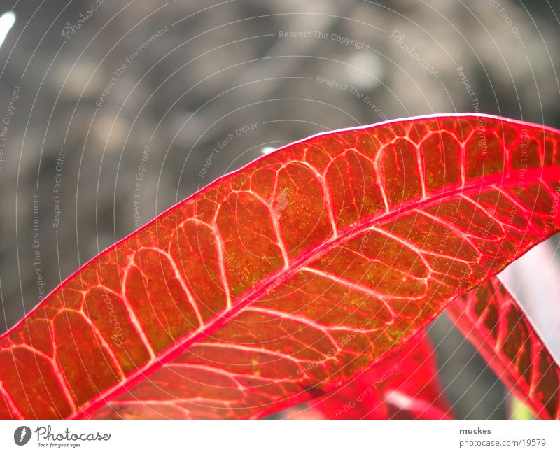 leaf veins Leaf Rachis Reticular russet sheet structure