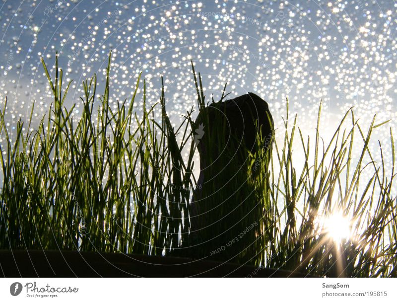 Happy Easter Drops of water Sky Spring Rain Grass Simple Sunbeam Silhouette Colour photo Interior shot Copy Space top Back-light