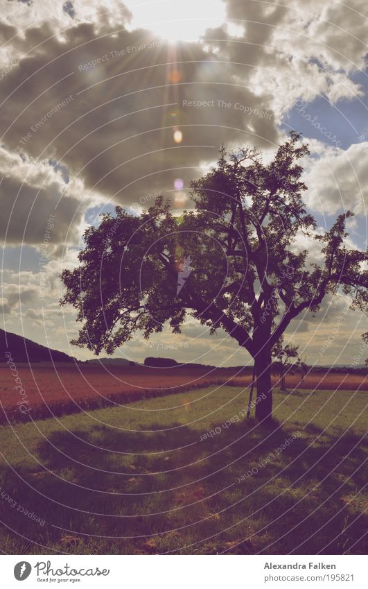 ...stood a shady apple tree. Vacation & Travel Freedom Sun Nature Landscape Clouds Sunlight Summer Autumn Tree Garden Meadow Field Sing Germany Esthetic Kitsch