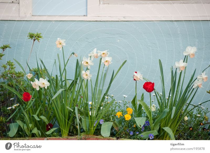 spring flowers against a sky blue wall Tulip daffodil Narcissus Flower Spring Leaf Blue Wall (building) House (Residential Structure) Stalk Red White Daisy