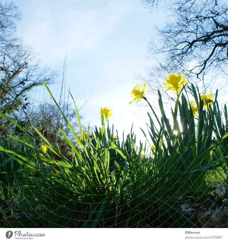 daffodils or daffodils! Lifestyle Fragrance Environment Nature Landscape Plant Air Sky Cloudless sky Sun Sunlight Spring Summer Climate Beautiful weather Flower