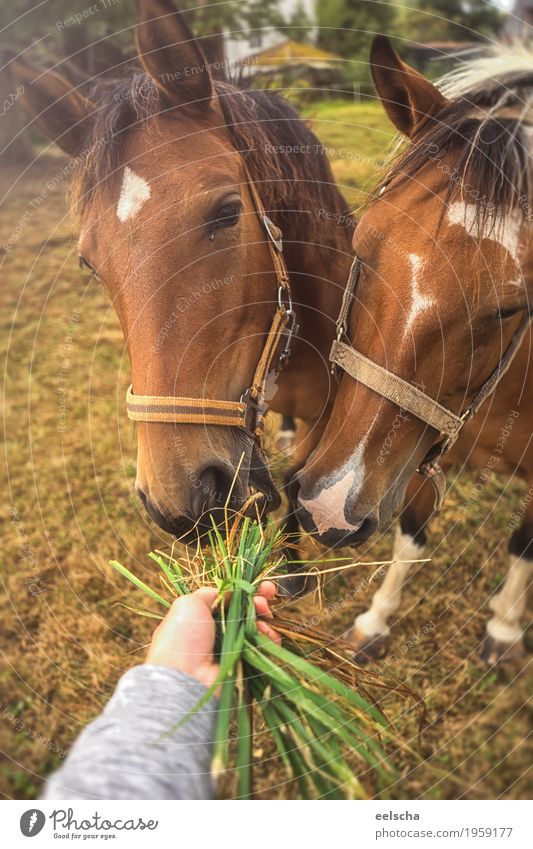 Horse is fed Arm Hand Nature Spring Summer Autumn Plant Grass Meadow Animal Farm animal 2 Group of animals Pair of animals Esthetic Delicious Near Natural Cute