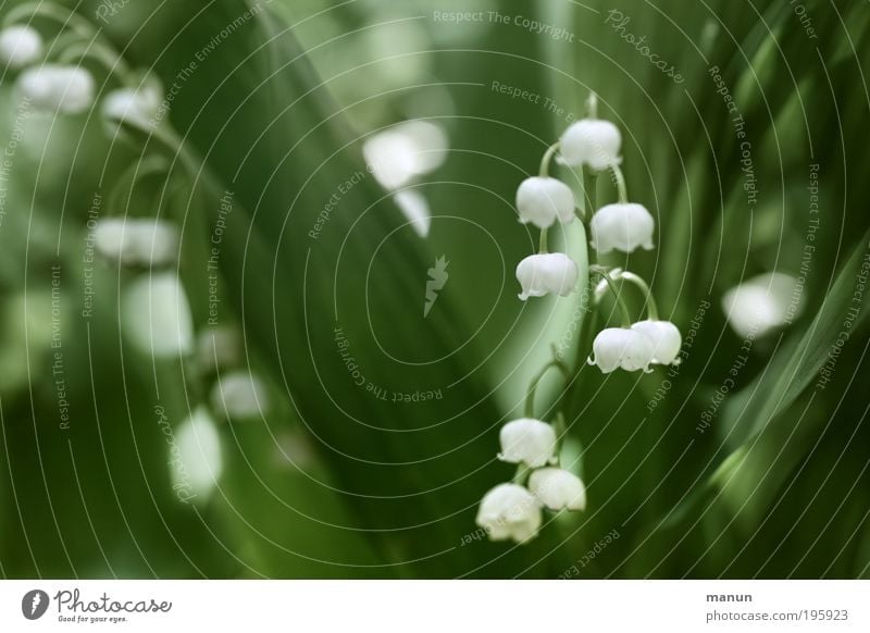 lily of the valley Fragrance Mother's Day Gardening Market garden Nature Spring Flower Leaf Blossom Lily of the valley Fresh Green White Spring fever Poison May