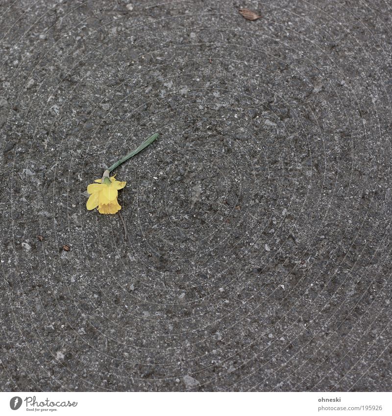 Easter is over Environment Nature Plant Flower Wild daffodil Street Concrete Sadness Concern Grief Lovesickness Pain Broken Colour photo Subdued colour