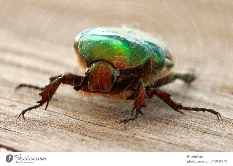 alien bug Animal Wild animal Beetle Claw Rose beetle 1 Crawl Creepy Love of animals Curiosity Interest Fear Extraterrestrial being Colour photo Exterior shot