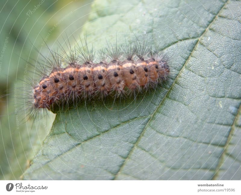insatiable appetite Leaf Green Transport Caterpillar Nature Close-up Hair and hairstyles