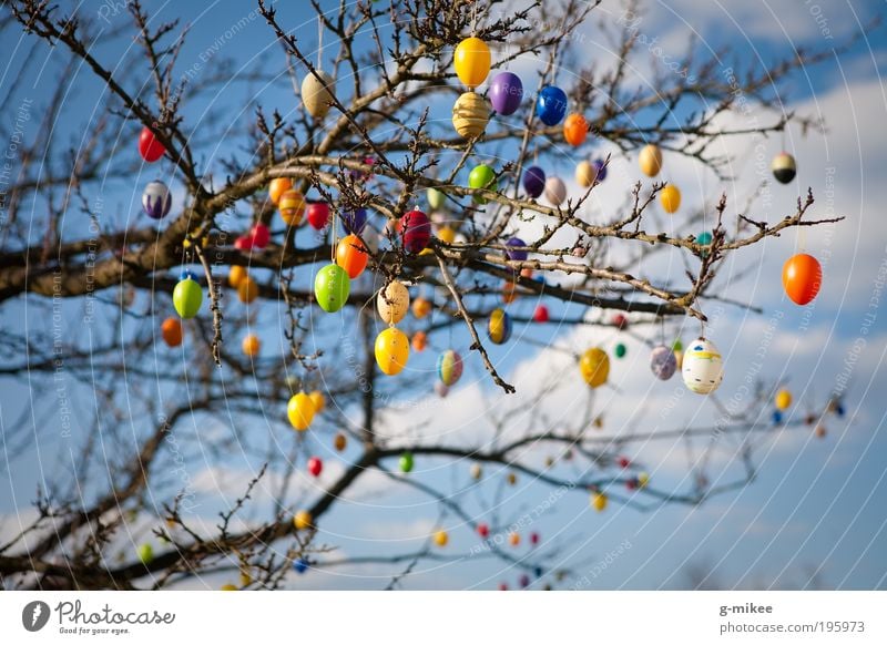 Easter jewellery Feasts & Celebrations Environment Nature Air Sky Spring Tree Garden Park Blue Multicoloured Jewellery Egg Colour photo Exterior shot