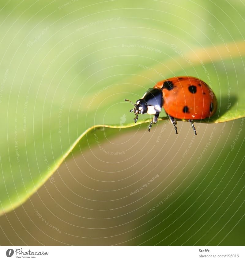 Ladybird on the way Beetle lucky beetle Good luck charm symbol of luck Congratulations Happy Fat Ease beetle legs Crawl leaf margin Cute Red Uniqueness