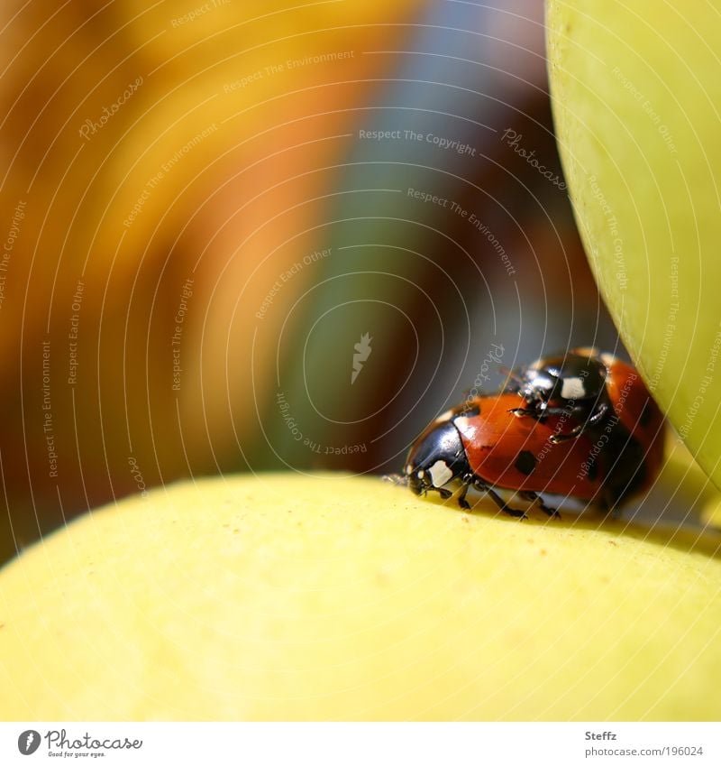 Lucky charm in luck Ladybird Good luck charm Happy Beetle lucky beetle symbol of luck Pair of animals two beetles Private Joy Valentine's Day Love of animals