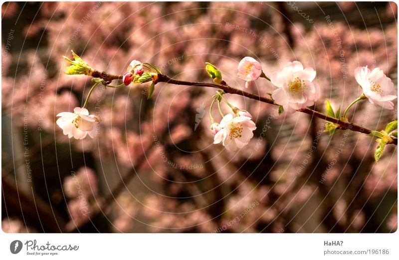 Gleaming Spring Nature Plant Sunlight Beautiful weather Tree Blossom cherry blossom Brown Green Pink Colour photo Multicoloured Exterior shot Close-up Deserted