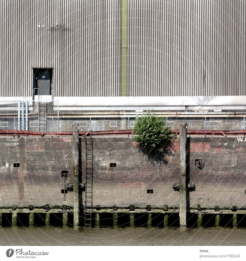 Siesta in the harbour Harbour Jetty Wall (barrier) Water Ladder Exterior shot Beautiful weather Barn Warehouse Door Light Shadow Bushes Anchoring ground Hamburg