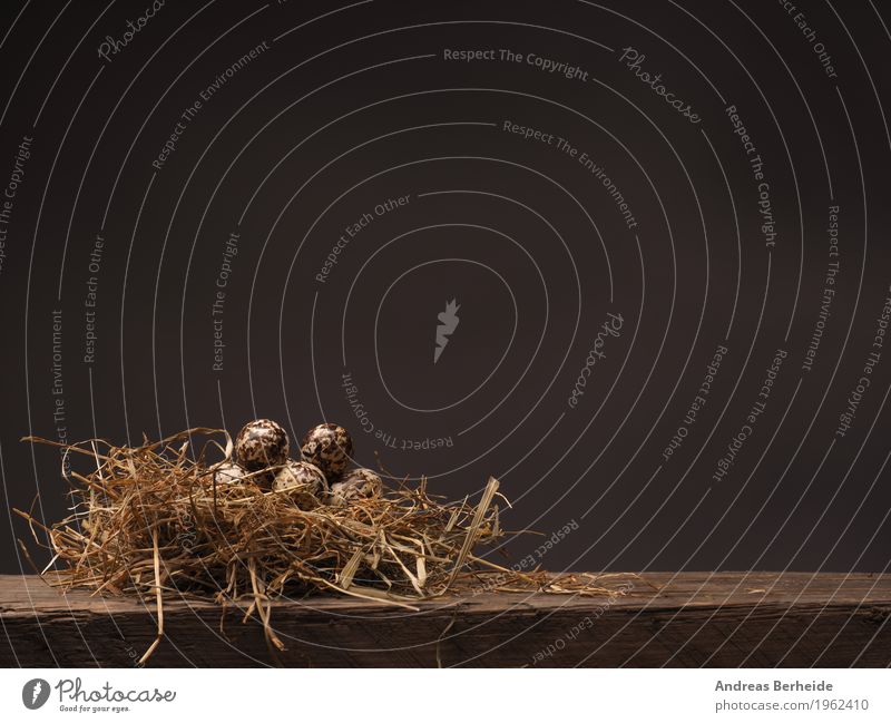Easter nest Life Nature Jump Background picture brown decoration eat eggs farm feather food fresh grass group happy hay health healthy holiday ingredient Nest