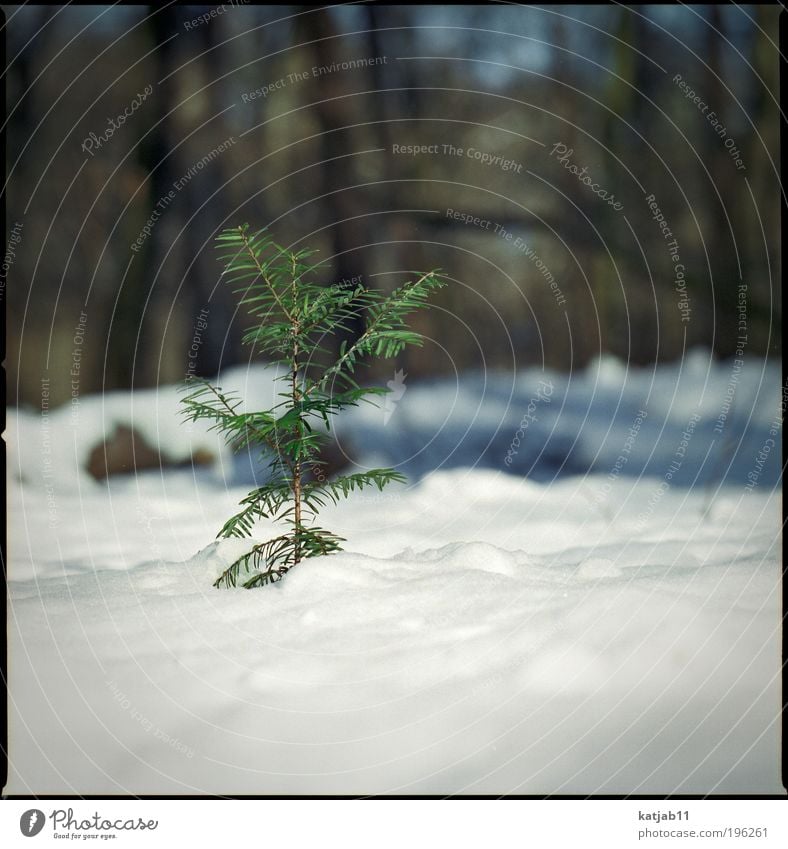 snowtree Nature Plant Winter Snow Tree Foliage plant Forest Thin Green White Fir tree Medium format Colour photo Exterior shot Deserted Copy Space bottom Day